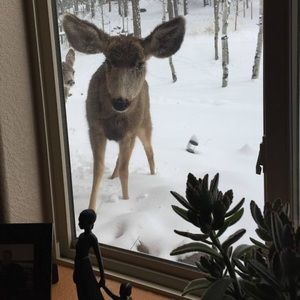 Meet your Posher, Shyanne